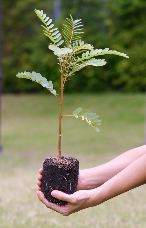 planta creciendo